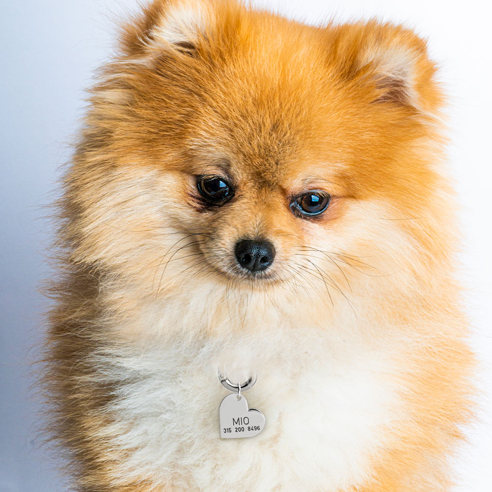 Cat or Dog Heart Name Tag With Phone Number/Contact